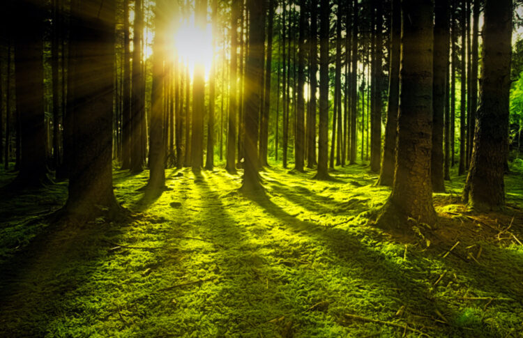 Comprof e Treedom: il primo passo verso il cambiamento